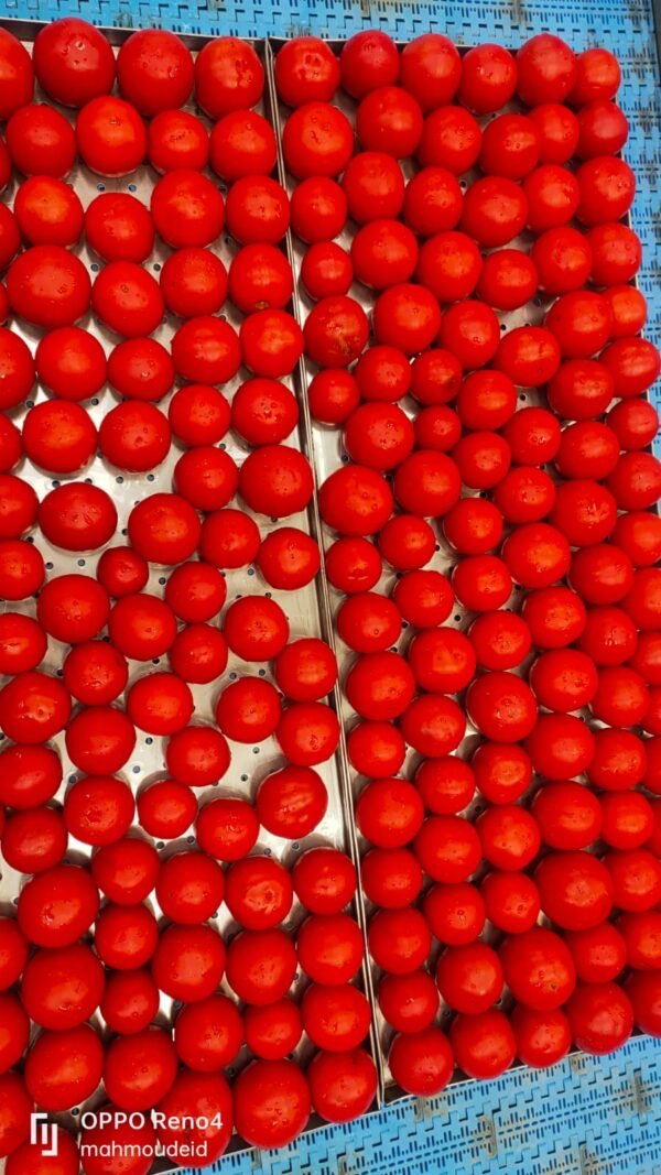 Tomatoes - Image 3