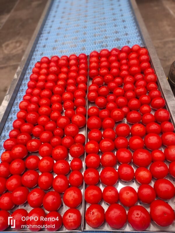 Tomatoes - Image 4