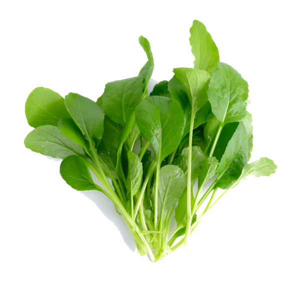 Molokhia