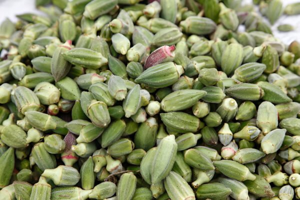 Okra - Image 2